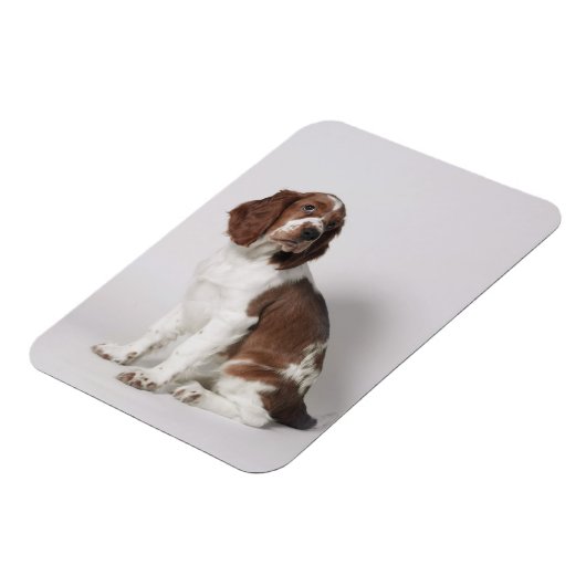 Springspaniel Magneet (Linkerzijde)
