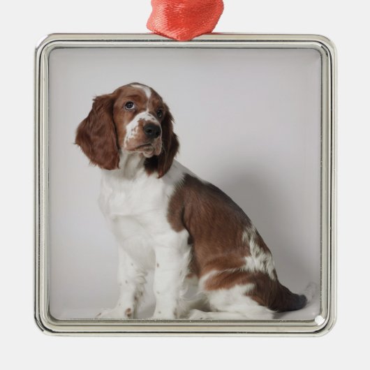 Springspaniel Metalen Ornament (Voorkant)