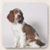 Springspaniel Onderzetter (Voorkant)