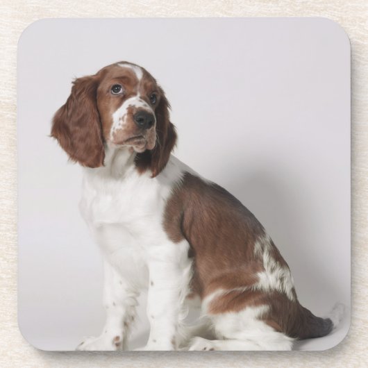 Springspaniel Onderzetter (Voorkant)