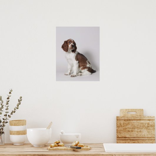 Springspaniel Poster (Keuken)