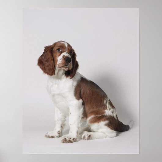 Springspaniel Poster (Voorkant)