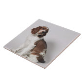 Springspaniel Tegeltje (Zijkant)