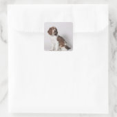 Springspaniel Vierkante Sticker (Tas)