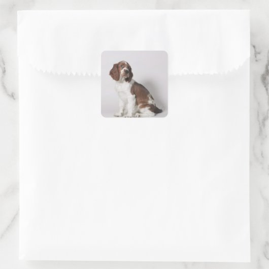 Springspaniel Vierkante Sticker (Tas)