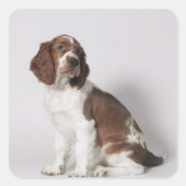 Springspaniel Vierkante Sticker (Voorkant)