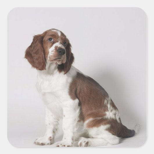 Springspaniel Vierkante Sticker (Voorkant)
