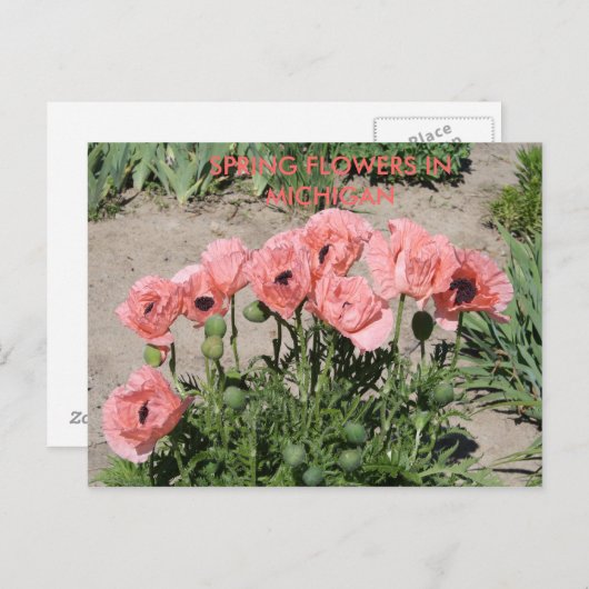 SPRINGSTROMEN IN DE MICHIGAANSE POSTKAART (Voorkant / Achterkant)