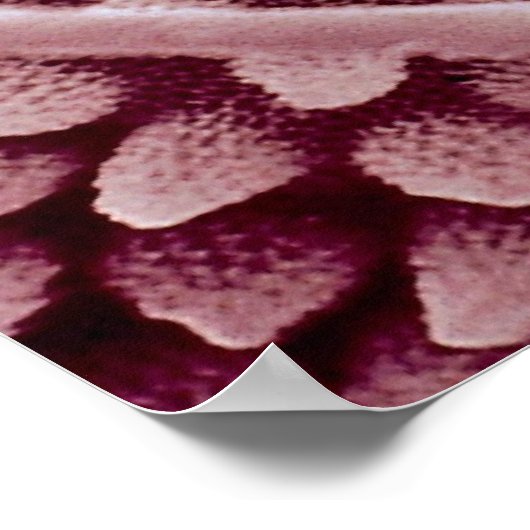 Springtail — achterzijde poster (Hoek)