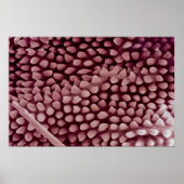 Springtail — achterzijde poster (Voorkant)