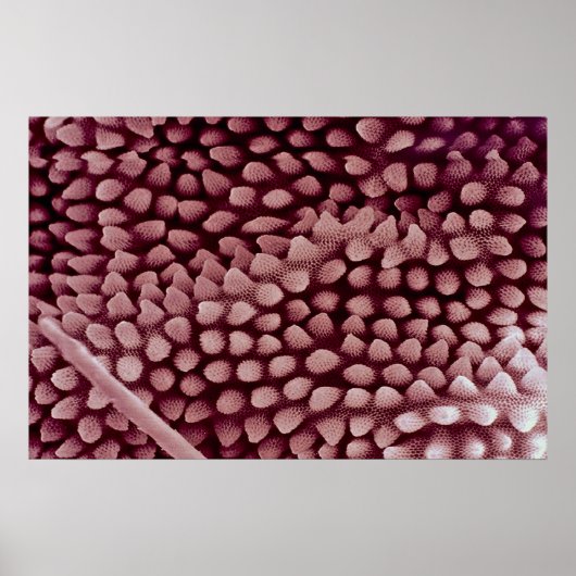 Springtail — achterzijde poster (Voorkant)