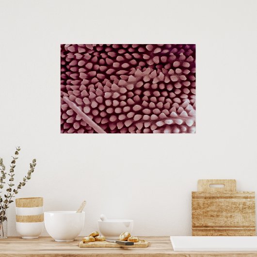 Springtail — achterzijde poster (Keuken)