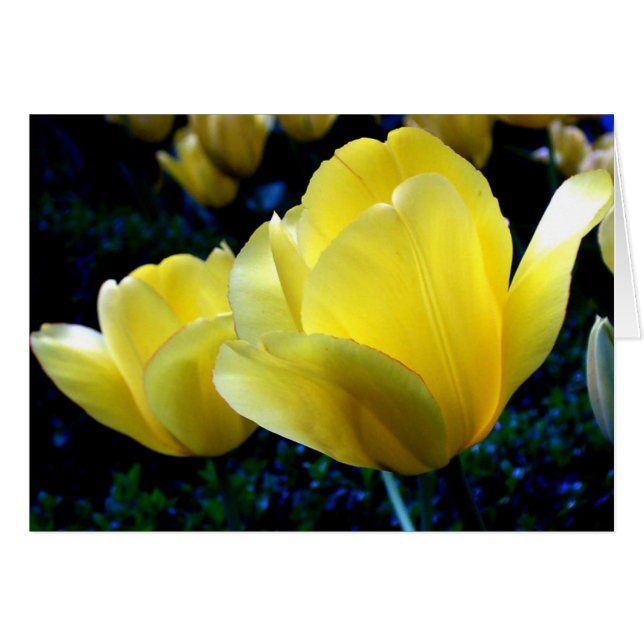 Springtime (Voorkant Horizontaal)