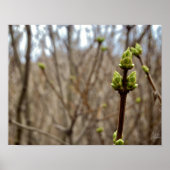 Springtime [Afdrukken] Poster (Voorkant)