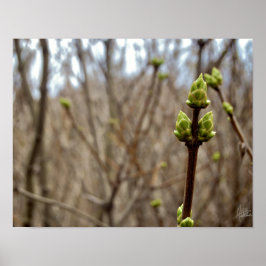 Springtime [Afdrukken] Poster