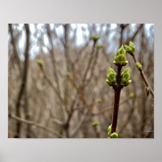 Springtime [Afdrukken] Poster (Voorkant)