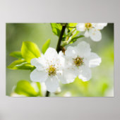 Springtime-bloei Poster (Voorkant)