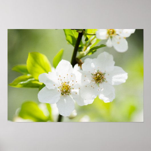 Springtime-bloei Poster (Voorkant)