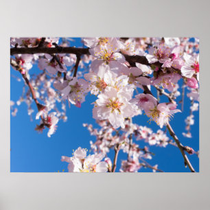 Springtime bloeit poster