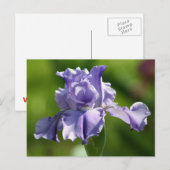 "Springtime Blues" Iris Photography Briefkaart (Voorkant / Achterkant)