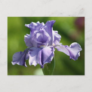 "Springtime Blues" Iris Photography Briefkaart