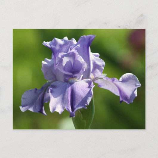 "Springtime Blues" Iris Photography Briefkaart (Voorkant)
