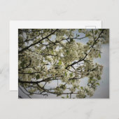 Springtime Briefkaart (Voorkant / Achterkant)