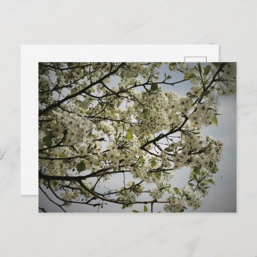 Springtime Briefkaart (Voorkant / Achterkant)