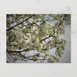 Springtime Briefkaart