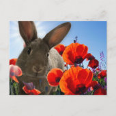 Springtime Bunny Briefkaart (Voorkant)