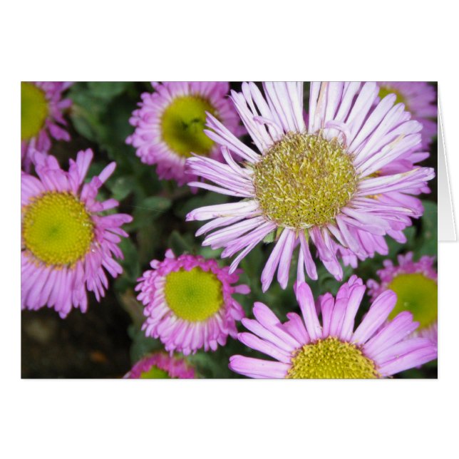 "Springtime chez moi" (Voorkant Horizontaal)