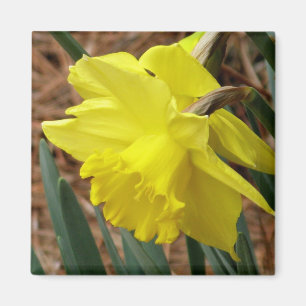 Springtime daffodil magnet