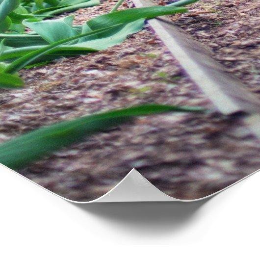 Springtime Flowers Along Stone Walkway Poster (Hoek)