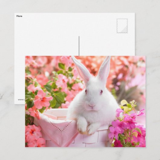Springtime Hare Briefkaart (Voorkant / Achterkant)
