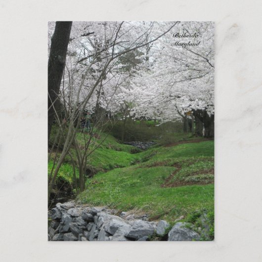 Springtime in Bethesda, Maryland Briefkaart (Voorkant)