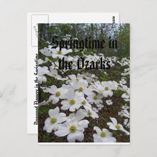 Springtime in de Ozarks Briefkaart (Voorkant / Achterkant)