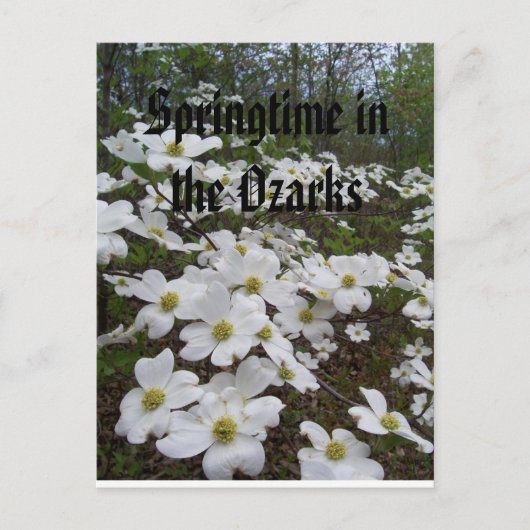 Springtime in de Ozarks Briefkaart (Voorkant)