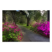 Springtime in Forsyth Park, Savannah Foto Afdruk (Voorkant)