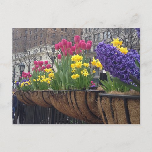 Springtime in Greeley Square NYC Flowers New York Briefkaart (Voorkant)