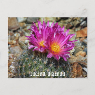 Springtime in Tucson Briefkaart
