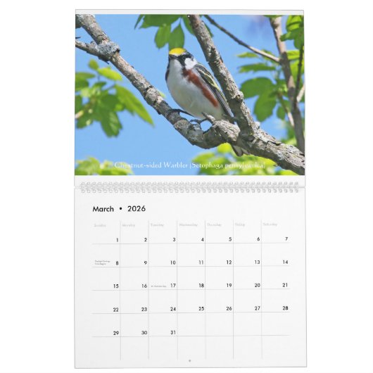 Springtime-juwelen - Warblers-kalender Kalender (Mar 2026)