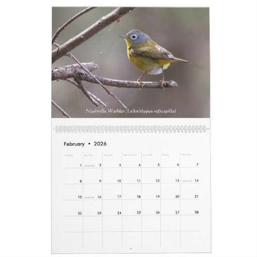 Springtime-juwelen - Warblers-kalender Kalender (Feb 2026)