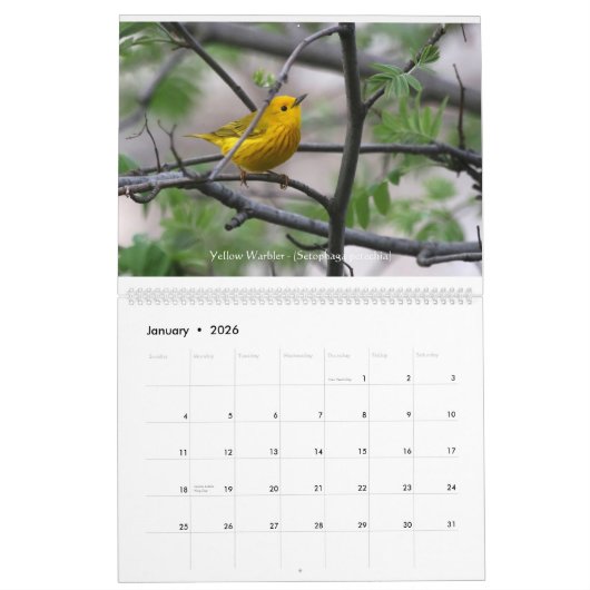Springtime-juwelen - Warblers-kalender Kalender (Jan 2026)