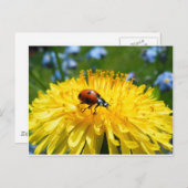 Springtime Ladybird op Dandelion Briefkaart (Voorkant / Achterkant)