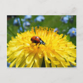 Springtime Ladybird op Dandelion Briefkaart (Voorkant)