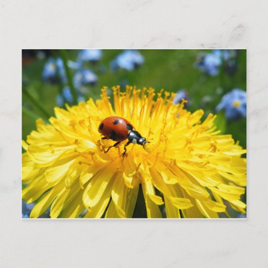 Springtime Ladybird op Dandelion Briefkaart (Voorkant)