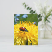 Springtime Ladybird op Dandelion Briefkaart (Staand voorkant)