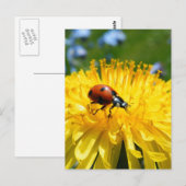 Springtime Ladybird op Dandelion Briefkaart (Voorkant / Achterkant)