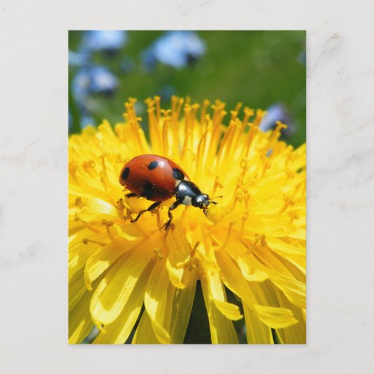Springtime Ladybird op Dandelion Briefkaart (Voorkant)