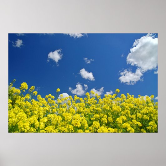 Springtime Meadow Poster (Voorkant)
